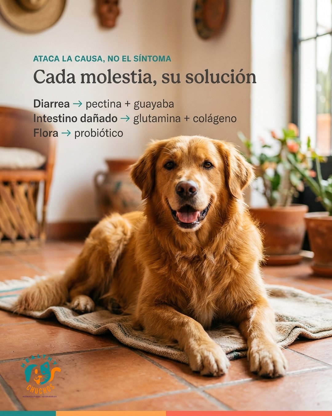 Estilo de vida GastroDog