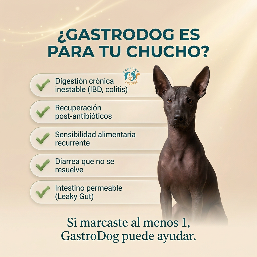 Perfiles ideales para GastroDog: razas grandes, seniors, post-cirugía, displasia
