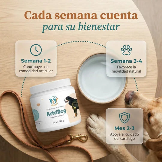Línea de tiempo de eficacia ArtriDog: semana 1, 3 y 6