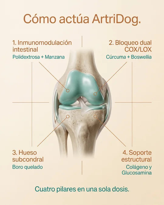 Cómo actúa ArtriDog: 4 pilares en una dosis