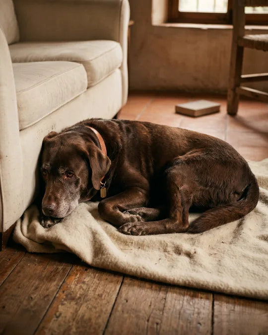 Perro con molestia articular antes de empezar ArtriDog