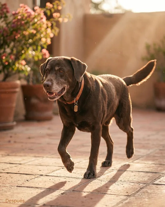 Mismo perro con movilidad restaurada después de 6 semanas