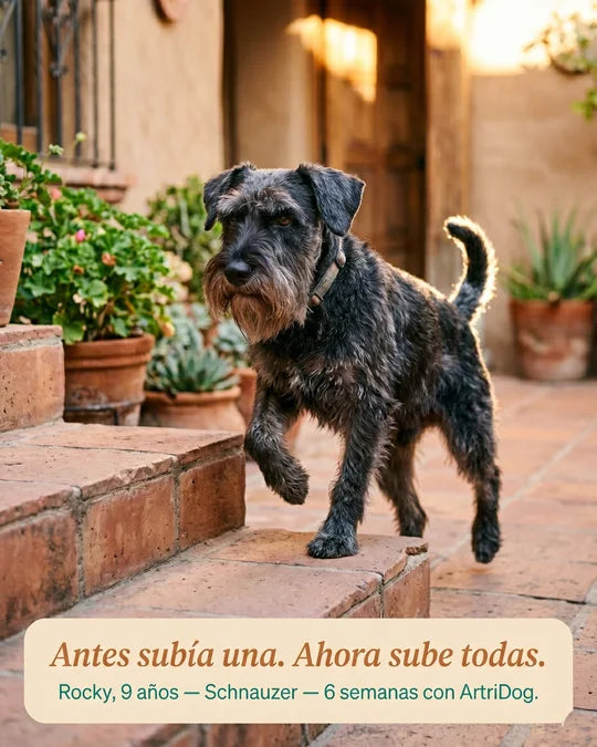 Verónica · Rocky, 9 años · CDMX