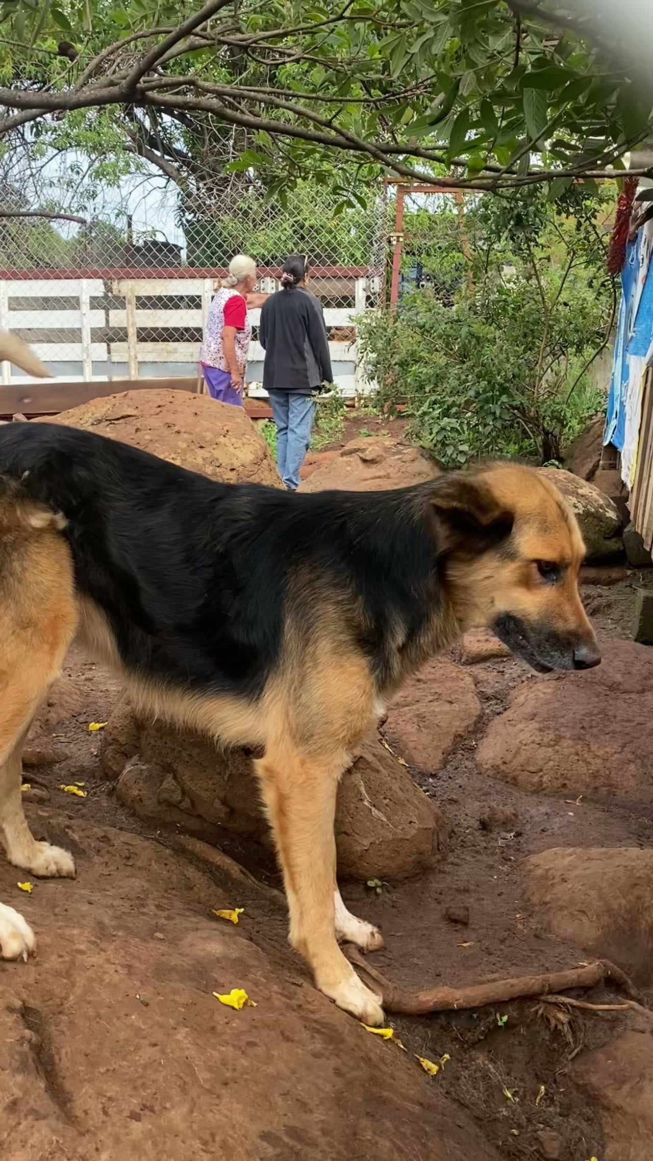 Uno de los +60 chuchos del refugio